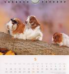 Heye Kalender - Kuschelige Meerschweinchen 2005 - Mai 2005