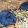 Blaue Wiener, Jungtiere, 4 Wochen alt