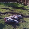 Bentheimer Hausschweine - 9 Wochen alt